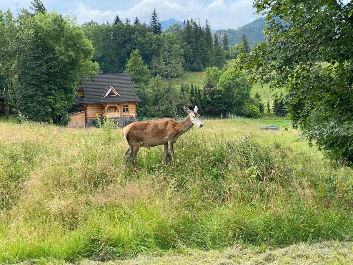 Pod Wierchem Apartment Zakopane